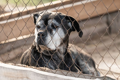 Close-up of a dog behind fence