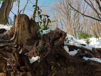 Plants on tree trunk during winter