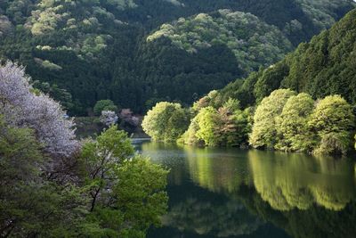 Scenic view of lake in forest