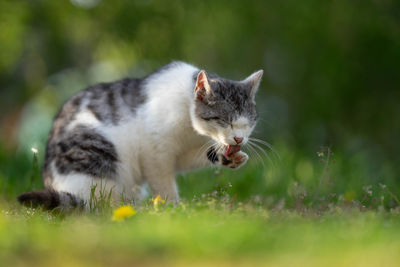 Cat looking away on field