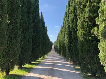 Empty road amidst trees against sky