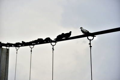 Low angle view of birds perching on cable against sky