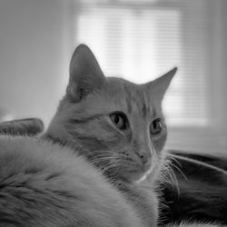 Close-up portrait of a cat at home