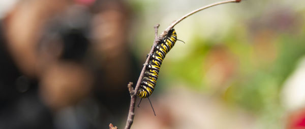 Close-up of butterfly on plant