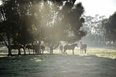 Sheep grazing on field