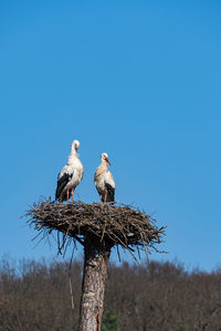 Low angle view of bird perching on branch against clear blue sky