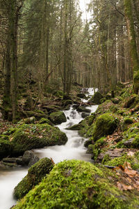 Stream flowing amidst trees in forest