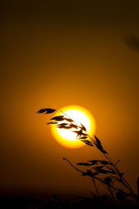 Close-up of silhouette grass against sky during sunset