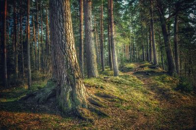 Trees in forest