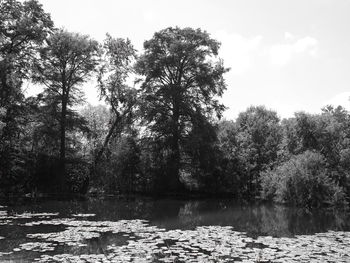 Trees by lake in forest against sky