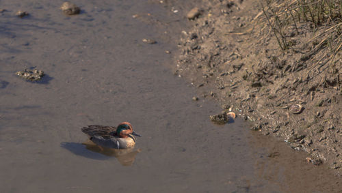 High angle view of duck swimming in lake