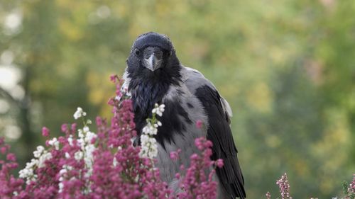 Close-up portrait of bird perching on flower