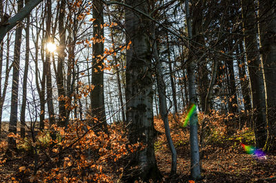 Trees in forest