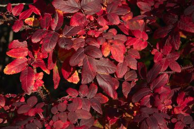 Close-up of red leaves on plant