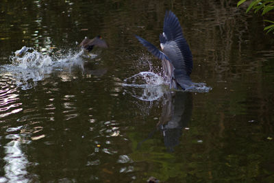 Birds flying over lake