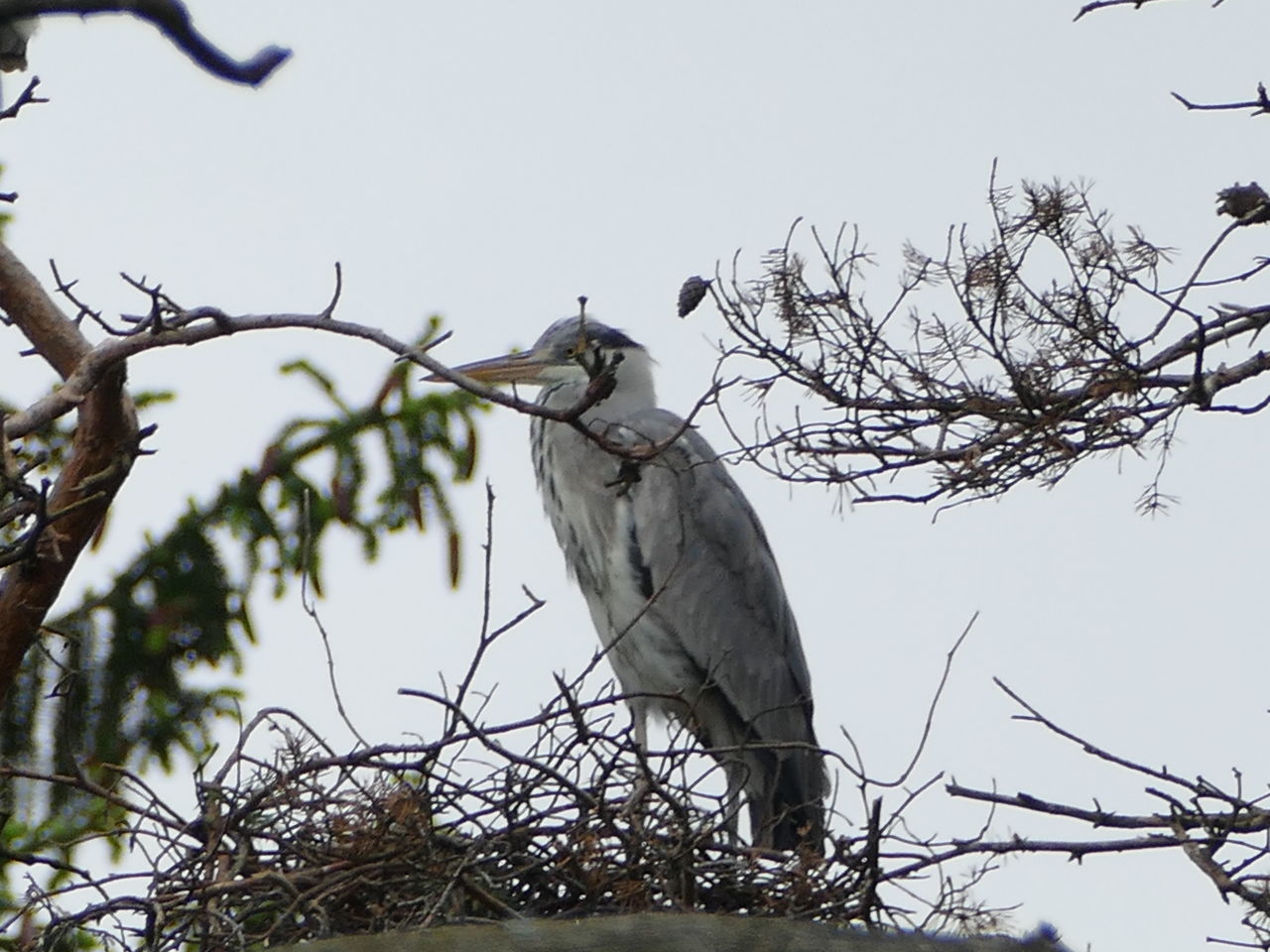 LOW ANGLE VIEW OF EAGLE PERCHING ON BRANCH