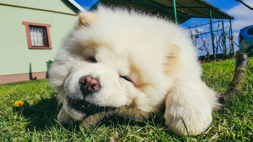 Close-up of dog on grass