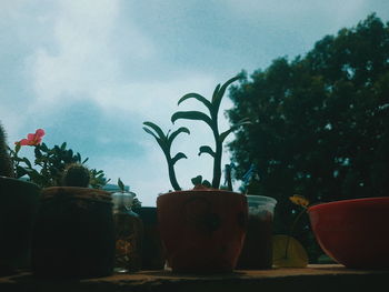 Low angle view of potted plants on table against sky