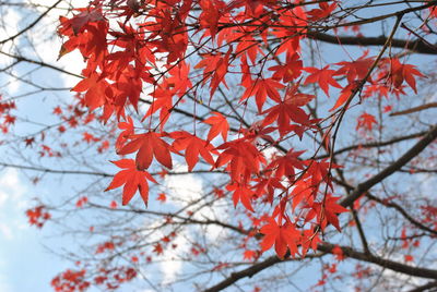 Close-up of maple leaves on tree