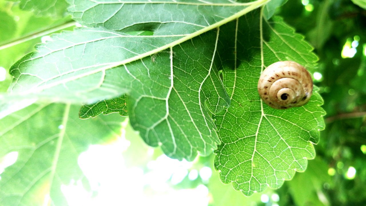 leaf, one animal, green color, nature, snail, plant, animal themes, outdoors, growth, fragility, day, close-up, no people, animals in the wild, beauty in nature