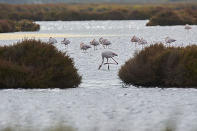 Pink flamingo in lake, migratory birds resting