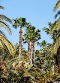 Low angle view of palm trees against clear sky