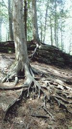 Dead tree in forest