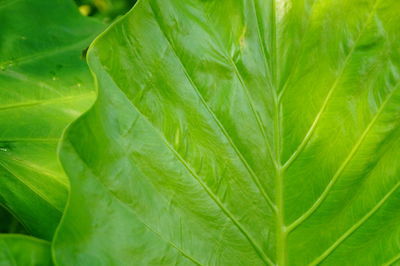 Full frame shot of green leaves