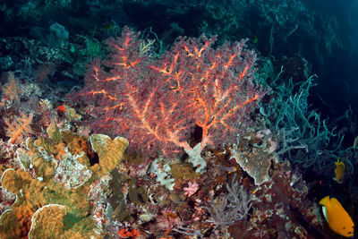 View of fish swimming underwater