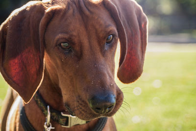 Close-up of dog outdoors