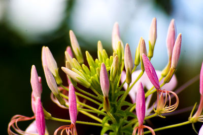 Close-up of pink flower buds