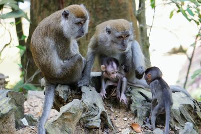 Monkey sitting on tree