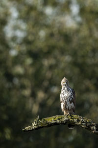 Bird perching on a tree