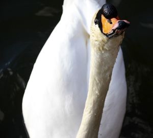 High angle view of white swan