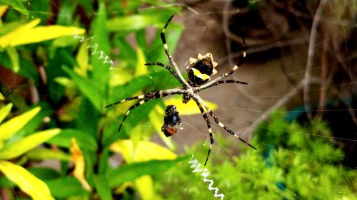 Close-up of spider on web