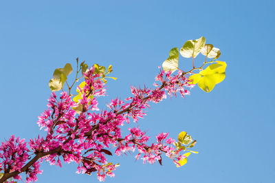 Low angle view of flowers against blue sky