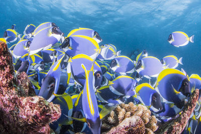 View of fish swimming in sea