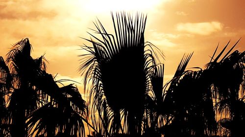 Low angle view of silhouette palm trees against sky during sunset