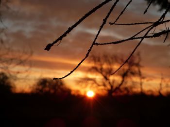 Silhouette plants against sky during sunset