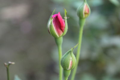 Close-up of flower bud growing outdoors