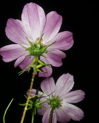 Close-up of flower over black background