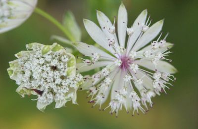 Close-up of white flowering plant