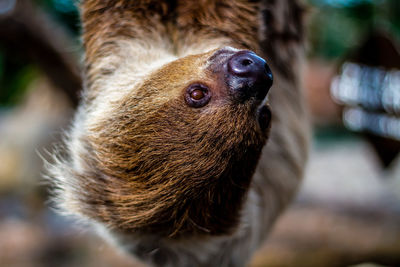 Close-up of sloth hanging outdoors