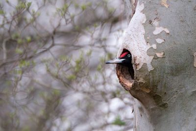 Close-up of bird perching on tree trunk