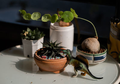 Potted plant on table