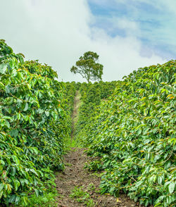 Plants growing on field against sky