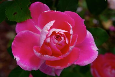 Close-up of pink rose blooming outdoors