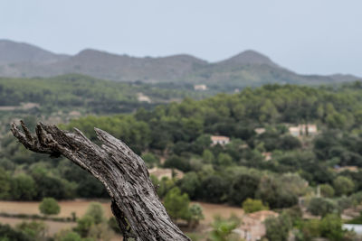 Scenic view of tree by mountain against sky