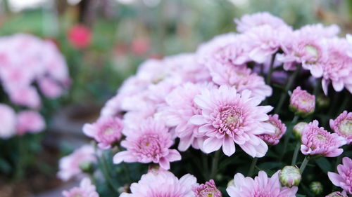 Close-up of pink flowering plants