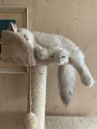 White cat lying on floor at home